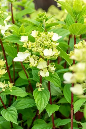 Hydrangea pan. 'Fire Light'? - 30-40 CM C5 - image 2