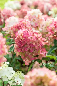 Hydrangea pan. 'Fire Light'? - 80-100 CM C20 - image 5