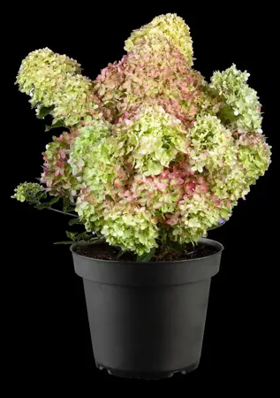 Hydrangea pan. 'Fire Light'? - 30-40 CM C5 - image 3