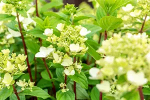 Hydrangea pan. 'Fire Light'?