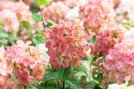 Hydrangea pan. 'Fire Light'? - 30-40 CM C5 - image 4