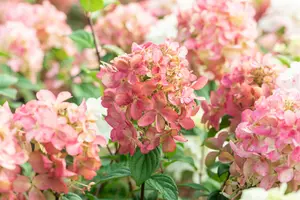 Hydrangea pan. 'Fire Light'? - 80-100 CM C20 - image 3