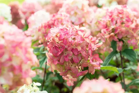 Hydrangea pan. 'Fire Light'? - 80-100 CM C20 - image 4