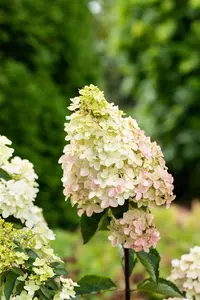 Hydrangea pan. 'Fraise Melba'? - 4 Ltr pot - image 5