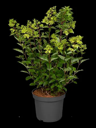 Hydrangea pan. 'Fraise Melba'? - 4 Ltr pot - image 1