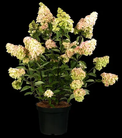 Hydrangea pan. 'Fraise Melba'? - 4 Ltr pot - image 2