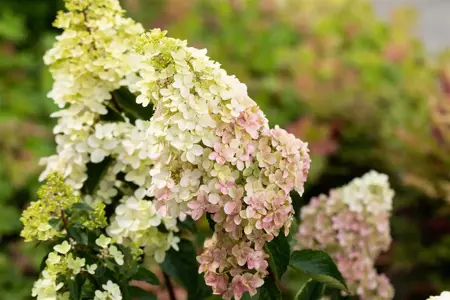 Hydrangea pan. 'Fraise Melba'? - 3 Ltr pot - image 3