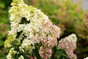 Hydrangea pan. 'Fraise Melba'? - 3 Ltr pot - image 3