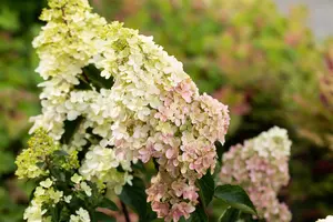 Hydrangea pan. 'Fraise Melba'? - 4 Ltr pot - image 3