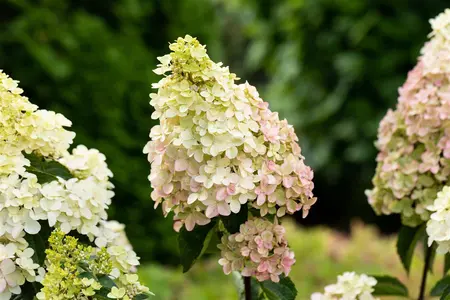 Hydrangea pan. 'Fraise Melba'? - 4 Ltr pot - image 4