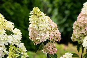 Hydrangea pan. 'Fraise Melba'? - 4 Ltr pot - image 4