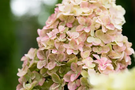 Hydrangea pan. 'Fraise Melba'? - 80 CM STEM C5 - image 5