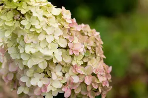 Hydrangea pan. 'Fraise Melba'? - 80-100 CM C15 - image 4