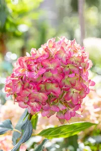 Hydrangea pan. 'Graffity' - 60-80 CM C15 - image 2