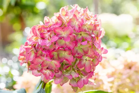 Hydrangea pan. 'Graffiti' - 30-40 CM C3 - image 1