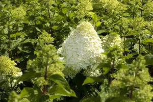 Hydrangea pan. 'Grandiflora' - 30-40 CM C10
