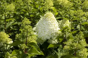 Hydrangea pan. 'Grandiflora' - C3.5