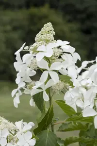 Hydrangea pan. 'Kyushu' - 30-40 CM C10 - image 2