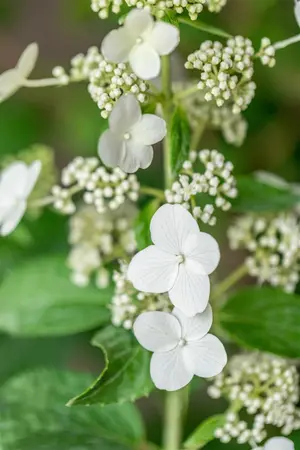 Hydrangea pan. 'Kyushu' - 50-60 CM C5 - image 3