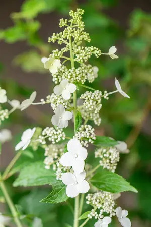 Hydrangea pan. 'Kyushu' - 50-60 CM C5 - image 4