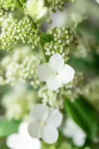 Hydrangea pan. 'Kyushu' - 50-60 CM C5 - image 5