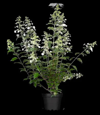 Hydrangea pan. 'Kyushu' - 100 CM STEM C10 - image 3