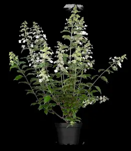Hydrangea pan. 'Kyushu' - 100 CM STEM C10 - image 3
