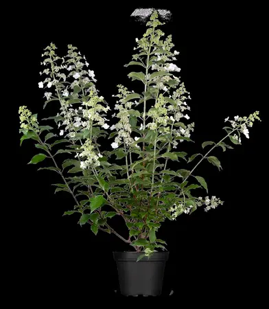 Hydrangea pan. 'Kyushu' - 50-60 CM C10 - image 3