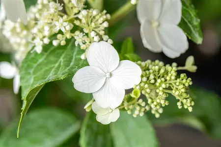 Hydrangea pan. 'Kyushu' - 50-60 CM C5 - image 2