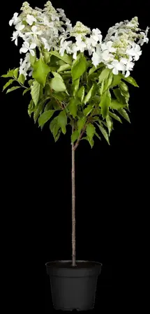 Hydrangea pan. 'Kyushu' - 100 CM STEM C10 - image 1