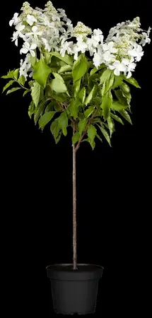 Hydrangea pan. 'Kyushu' - 90 CM STEM 7.5 L - image 1