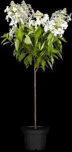 Hydrangea pan. 'Kyushu' - 90 CM STEM 7.5 L - image 3