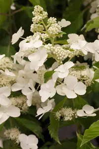 Hydrangea pan. 'Levana'?