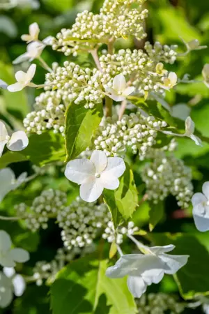 Hydrangea pan. 'Levana'? - 3 Ltr pot - image 4