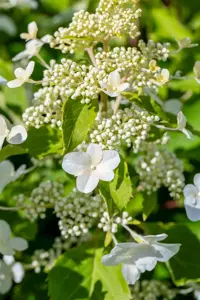 Hydrangea pan. 'Levana'? - 3 Ltr pot - image 4
