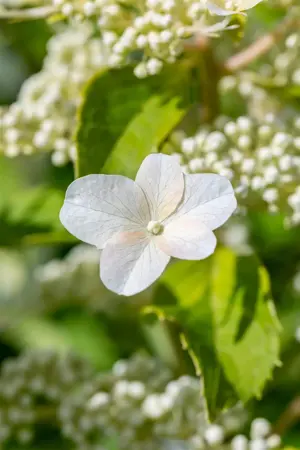 Hydrangea pan. 'Levana'? - 3 Ltr pot - image 5