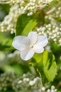 Hydrangea pan. 'Levana'? - 3 Ltr pot - image 5