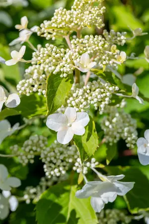 Hydrangea pan. 'Levana'? - 2.5 Ltr pot - image 4