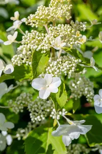 Hydrangea pan. 'Levana'? - 2.5 Ltr pot - image 4