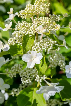 Hydrangea pan. 'Levana'? - 100-125 CM C30 - image 3