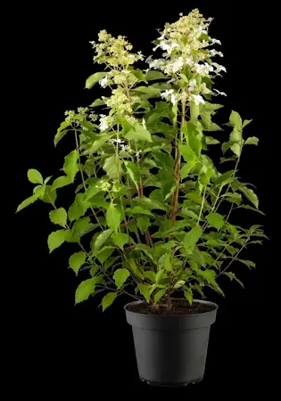 Hydrangea pan. 'Levana'? - 80-90 CM C12 - image 2