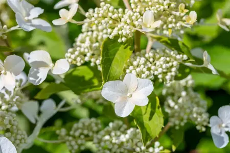 Hydrangea pan. 'Levana'? - 80-90 CM C12 - image 3