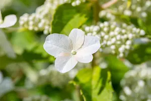 Hydrangea pan. 'Levana'? - 100-125 CM C30 - image 5