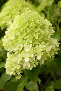 Hydrangea pan. 'Limelight' - 1/2 STDS C7.5 - image 2