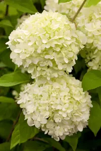 Hydrangea pan. 'Limelight' - 12 Ltr pot - image 3
