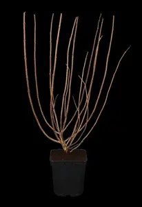 Hydrangea pan. 'Limelight' - 2 Ltr pot - image 5