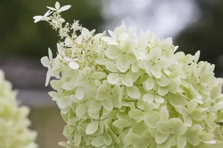 Hydrangea pan. 'Limelight' - 1/2 STDS C7.5 - image 5