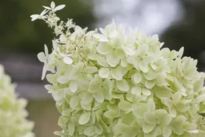 Hydrangea pan. 'Limelight' - 1/2 STDS C7.5 - image 5