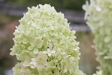 Hydrangea pan. 'Limelight' - 20 Ltr pot - image 5
