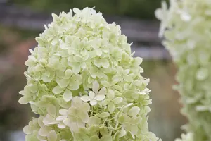 Hydrangea pan. 'Limelight' - 20 Ltr pot - image 5